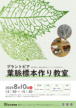 葉脈標本作り教室